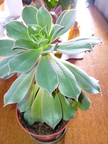 Aeonium haworthii kanarisches - aeonium,