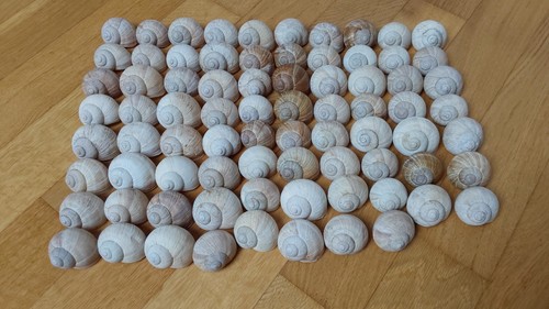 Schneckenhäuser stück - schneckenhäuser, 78
