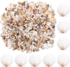 1000 Muscheln zum Basteln