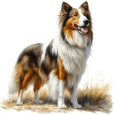 3x Sticker Long Hair Collie