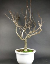 Bonsai - Wisteria, Blauregen