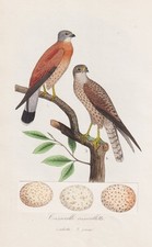 Cresserelle Turmfalke Falken