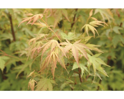 Fächerahorn floraself acer - fächerahorn,