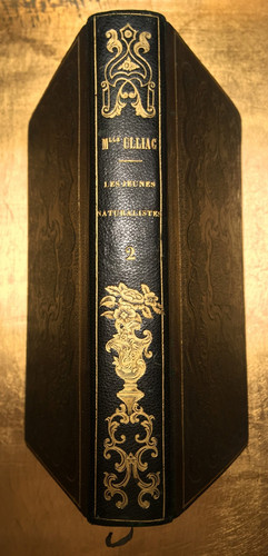 1841 naturgeschichte insekten - 1841,