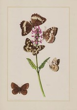 Augenfalter satyridae Waldportier Lepidoptera Farbdruck 1959 Schmetterlinge