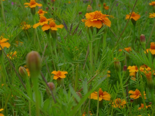 Tagetes patula single - tagetes,
