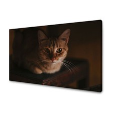 Leinwandbild Tiere Dachkatze, Katze Größe 40x30 cm bis 120x80 cm