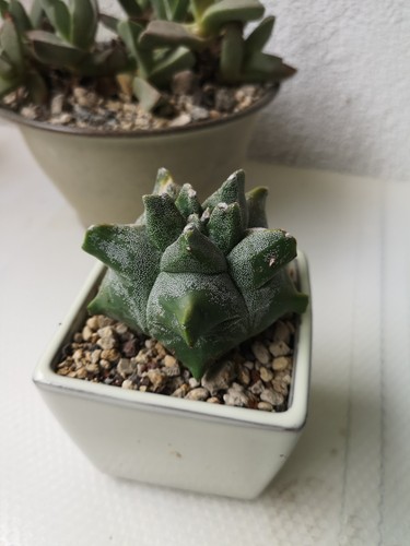 Astrophytum myriostigma - , cv