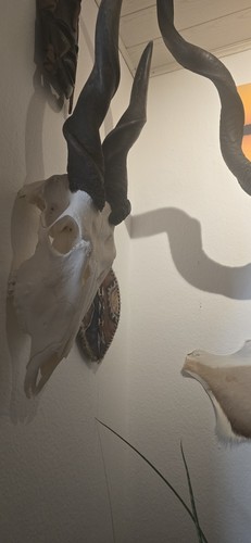 Riesige elandantilope - riesige,