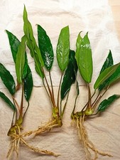  3Aquariumpflanze / Anubias Barteri Var Glabra