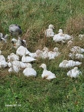 Weihnachtsente Enten aus