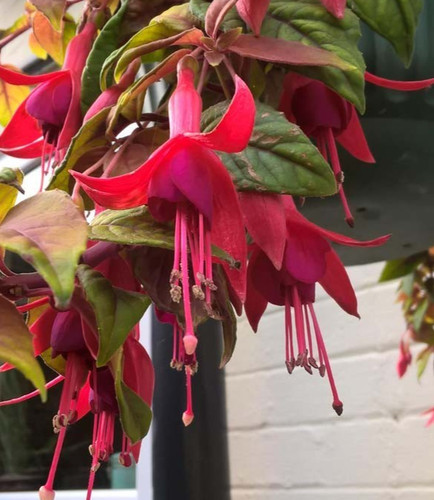 Fuchsien pflanze autumnale - fuchsien, "autumnale"