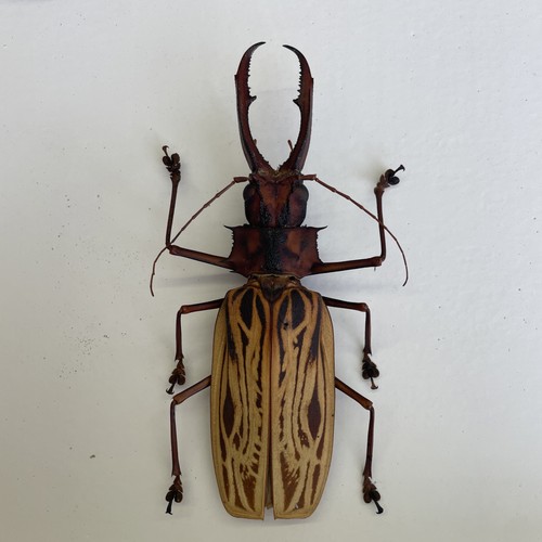 Entomologie*Coleoptera*Macrodo