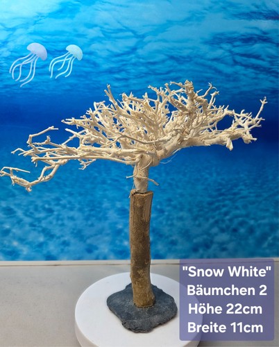 Aquarium garnelen wurzel - 🌳aquarium,