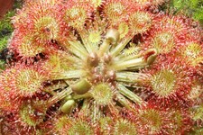 Fleischfressende Pflanze