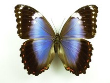 Morpho helenor ssp. violaceus