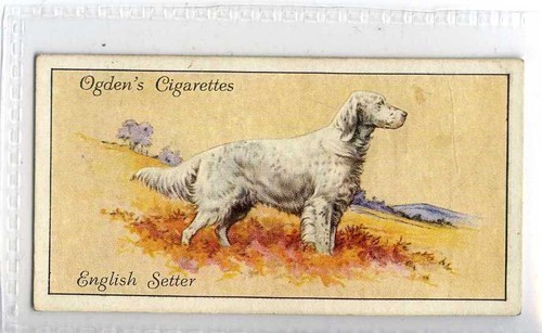 Ogdens dogs english - (je4179), ogdens,dogs,english
