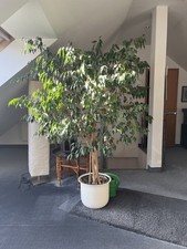 Ficus Benjamini ca 180 Cm