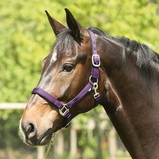 ELDORADO Nylon-Pferdehalfter Lea - lila - Kaltblut Halfter Führhalfter Stall