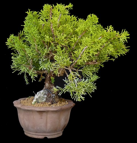 Bonsai juniperus chin - juniperus, chin.