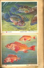 VOSS★KUNSTBILDER-SAMMELALBUM