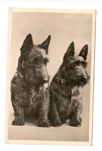 133 zwei scottish - ak, *