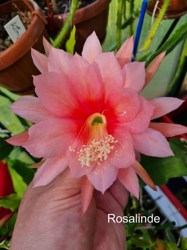 Epicactus rosalinde - epicactus, “