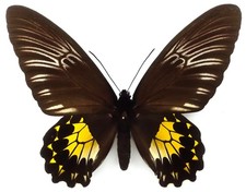 TROIDES VANDEPOLLI HONRATHIANA FEMALE FROM BANDAR BARU, N-SUMATRA ++RARE++