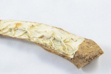 Sheffield handgeschnitzter ganzer Geweih Horn Pferde Gehstock Stock oberer Griff