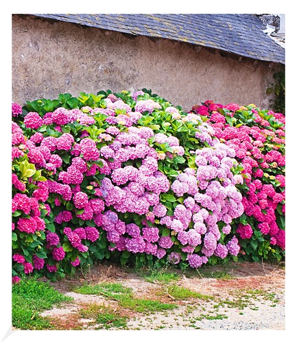 Freiland-Hortensien-Hecke