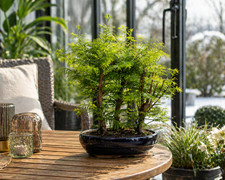 Outdoor bonsai - outdoor,
