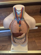 Anatomisches Torso Modell