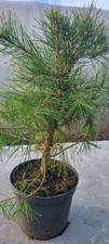Bonsai,  Kiefer, Pinus sp. im