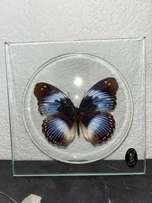 Schmetterling Schaukasten