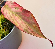 Sehr schöne Philodendron