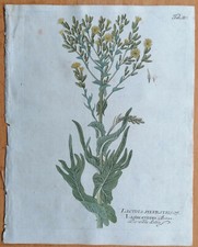 Vietz Icones Plantarum