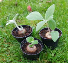 3 verschiedene Sinningien, Kaudex, Caudex, selten, rar