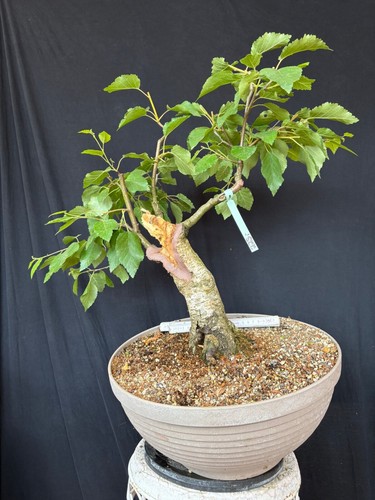 Birke bonsai prebonsai - prebonsai, rohling