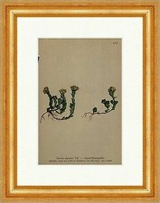 Alpen Mauerpfeffer Sedum