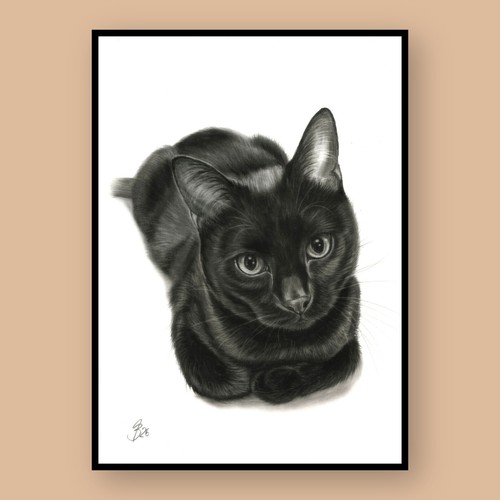 Black cat portrait schwarze - cat,