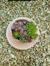 Terracotta Sukkulenten Terrakotta Pflanzen Pflanze Deko Garten Gartendeko Topf