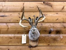 Shoulder Mount Trophy