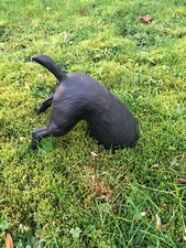 Hund Grabend Buddelnder Hunde