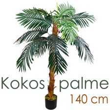 Palmenbaum königs palme cocos - palme,