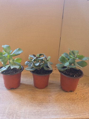 Crassula ovata geldbaum - crassula,