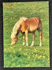 Pferdepostkarte, AK Pferde
