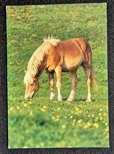 Pferdepostkarte pferde - ak,