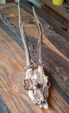 Rehgeweihe. Rehhörner. Geweih, Präparatoren, Holz, Jagdtrophäe