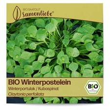 BIO Winterpostelein Samen Winterportulak / Kubaspinat Gemüse-Samen Saatgut Winte