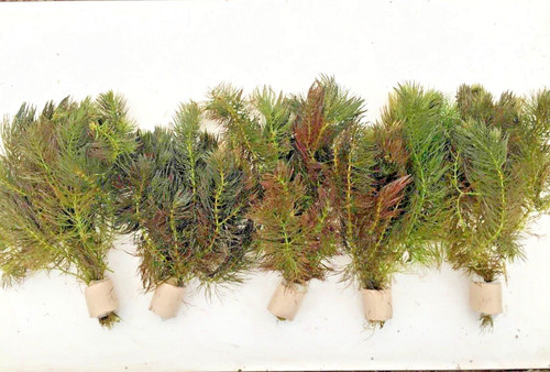 Ceratophyllum submersum